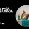 Can You Wash Your Dog With A Human Shampoo?