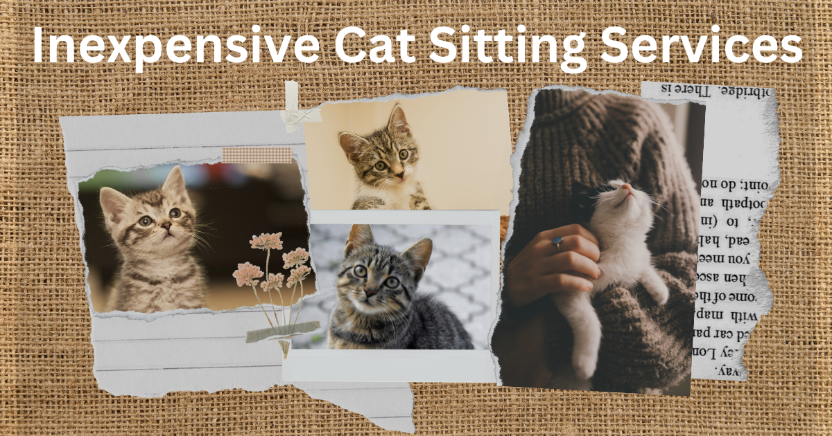 Cat Sitting Services