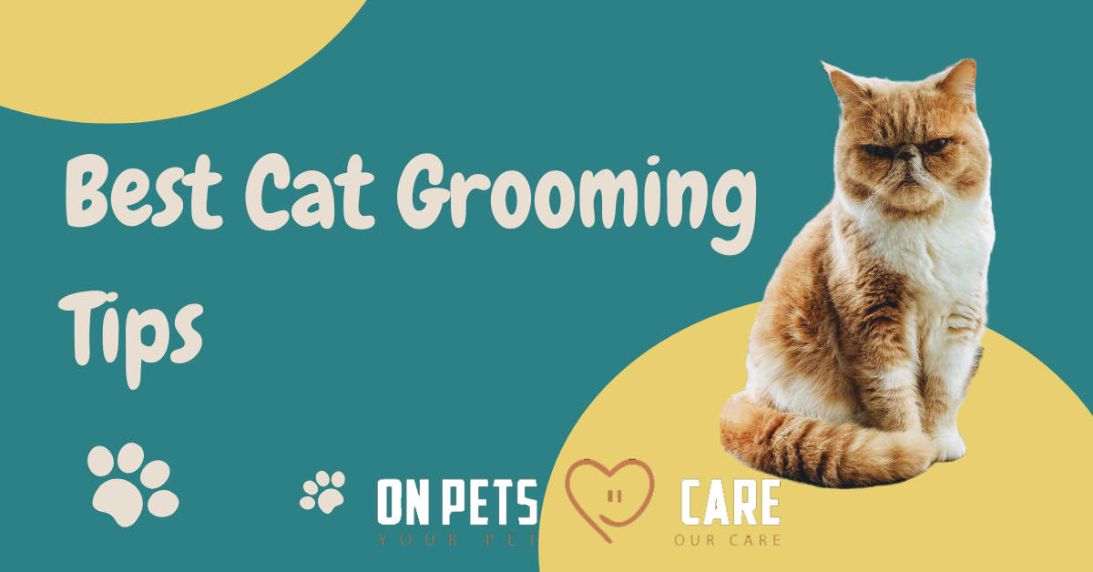 Best Cat Grooming Tips