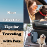 Most Effective Tips for Traveling with Pets