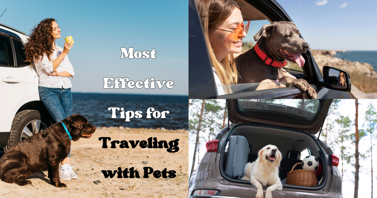 Most Effective Tips for Traveling with Pets