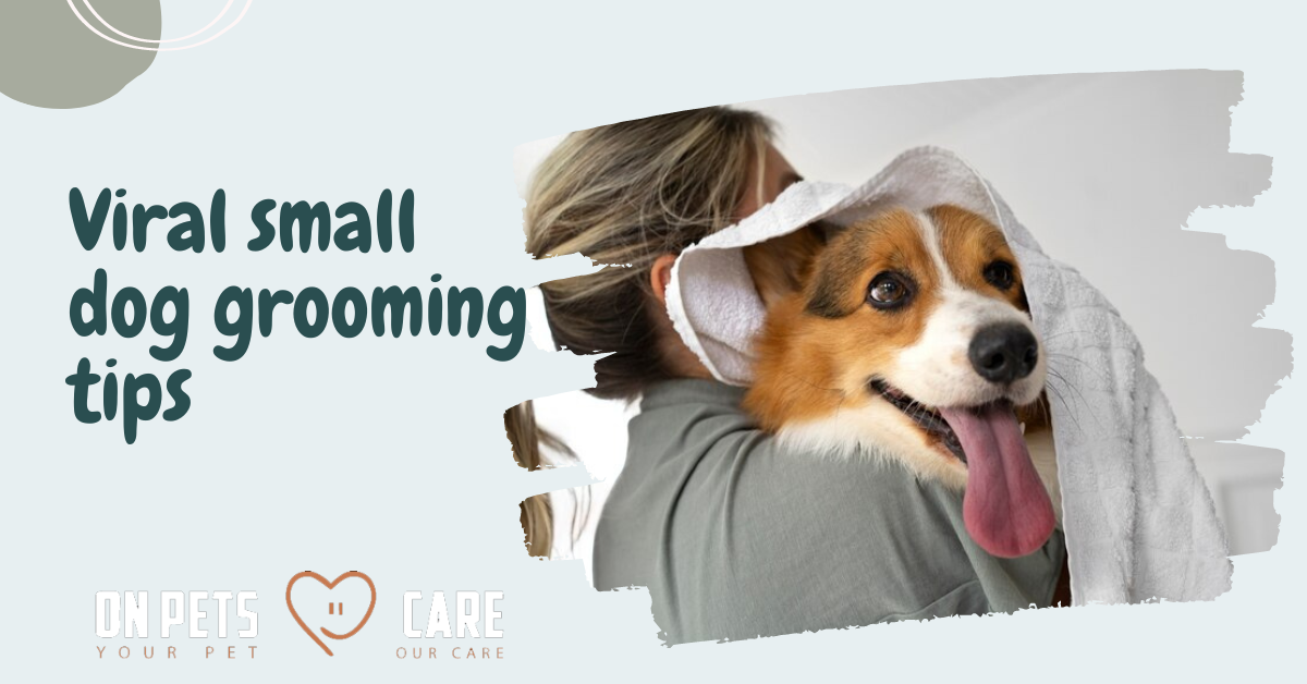 Viral small dog grooming tips