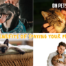 spaying your pets