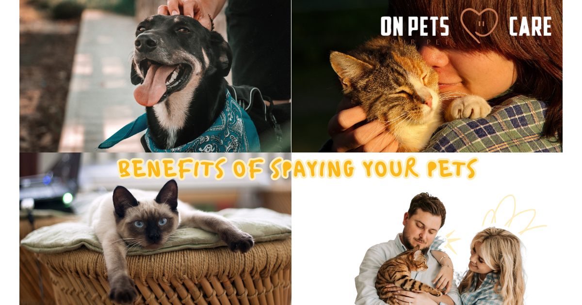 spaying your pets