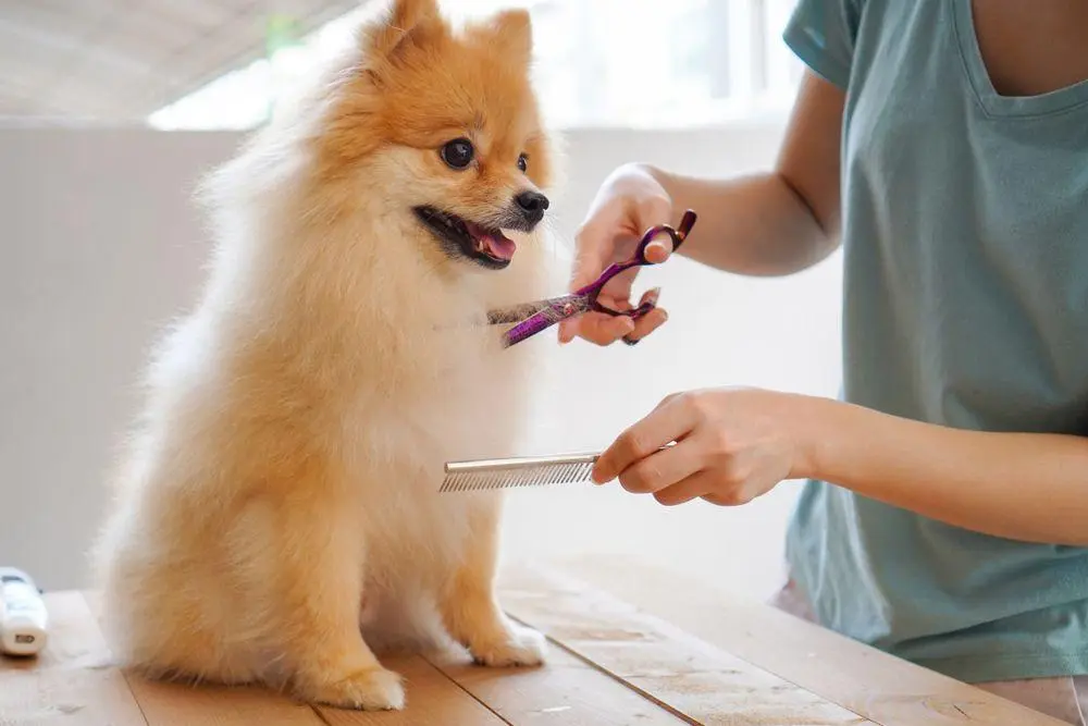 dog grooming services