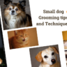 Small Dog Grooming Tips