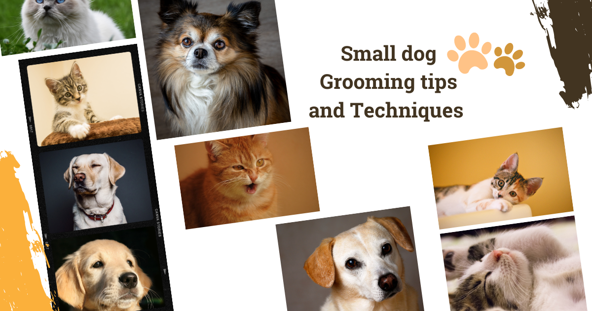 Small Dog Grooming Tips