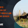 benefits of regular exercise for dogs