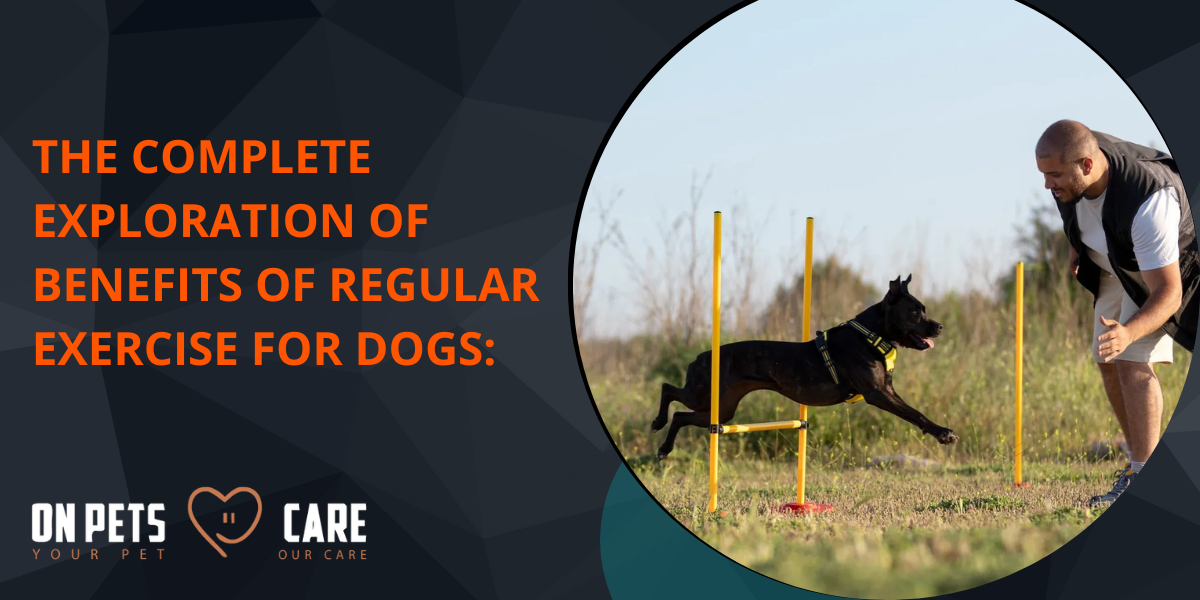 benefits of regular exercise for dogs