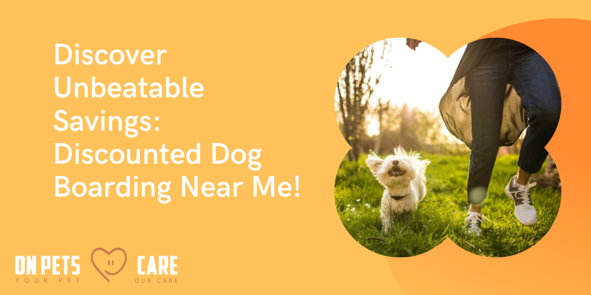 Discover Unbeatable Savings: Discounted Dog Boarding Near Me!