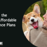 Affordable Pet Insurance Plans