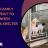 what to consider when adopting a shelter pet