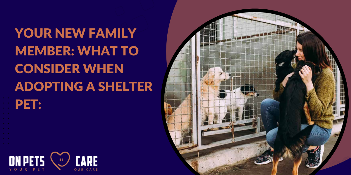 what to consider when adopting a shelter pet