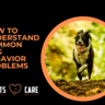 common dog behavior problems