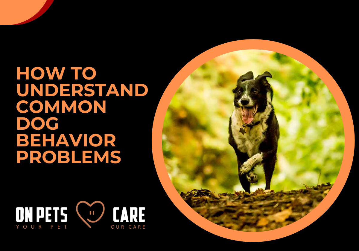 common dog behavior problems