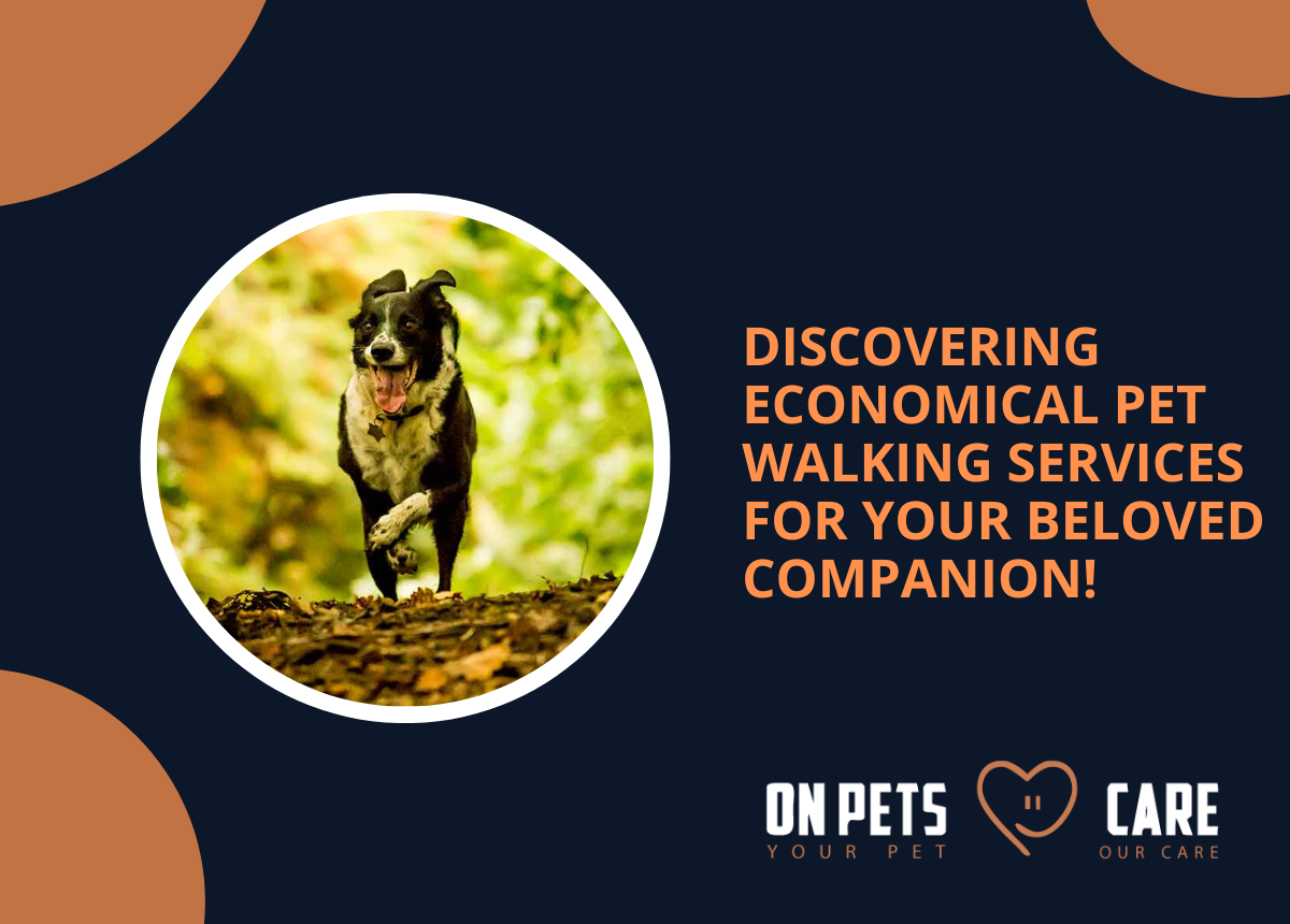 economical pet walking services