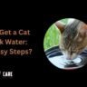 Cat to Drink Water