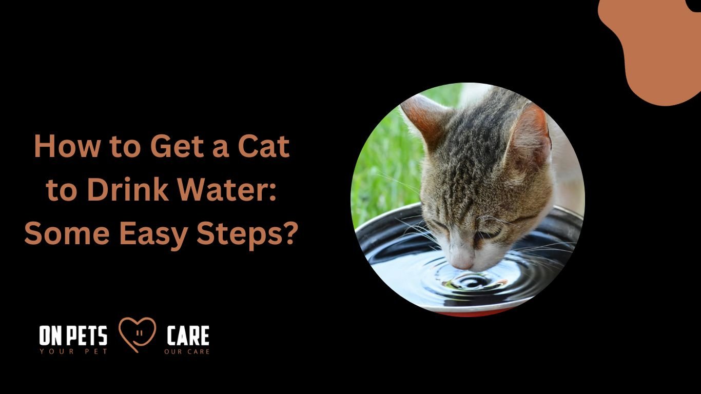 Cat to Drink Water