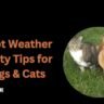 Safety Tips for Dogs & Cats