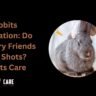 rabbit vaccination