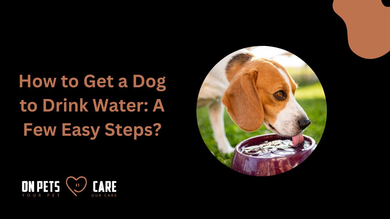 dog hydration