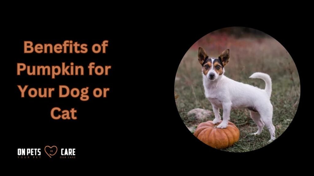 pumpkin-for-dogs-benefits-of-pumpkin-for-your-dog-or-cat