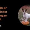 pumpkin for dogs