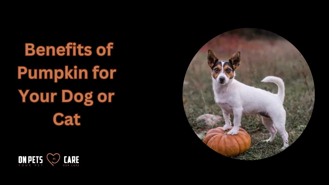 pumpkin for dogs