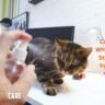 spraying your cat with water