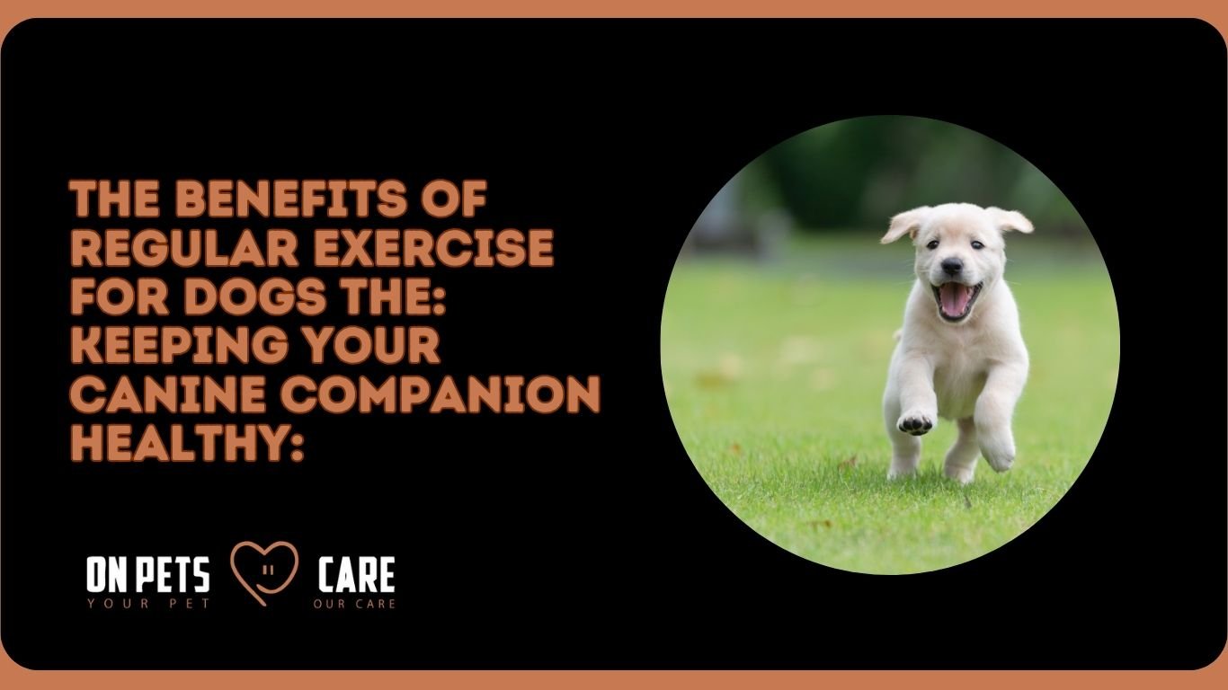 benefits of regular exercise for dogs