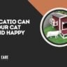 best catio for cats