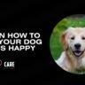 tips on how to make your dog happy