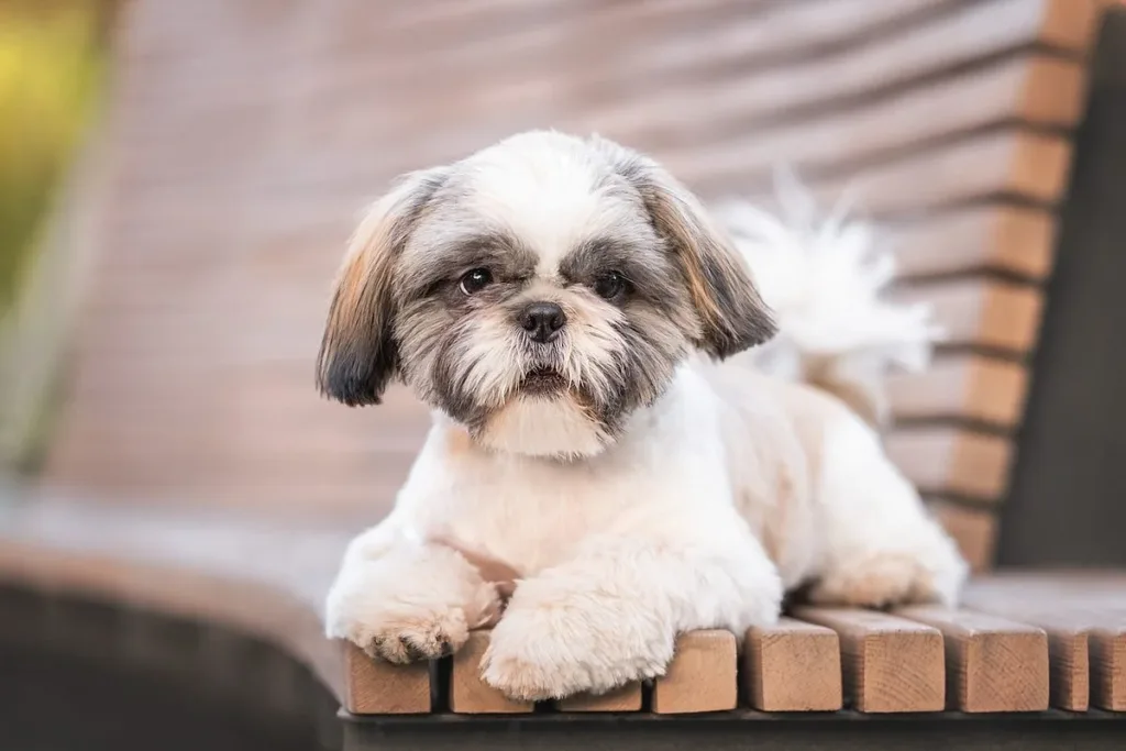 why shih tzu are the worst dog
