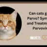 Can cats get the Parvo