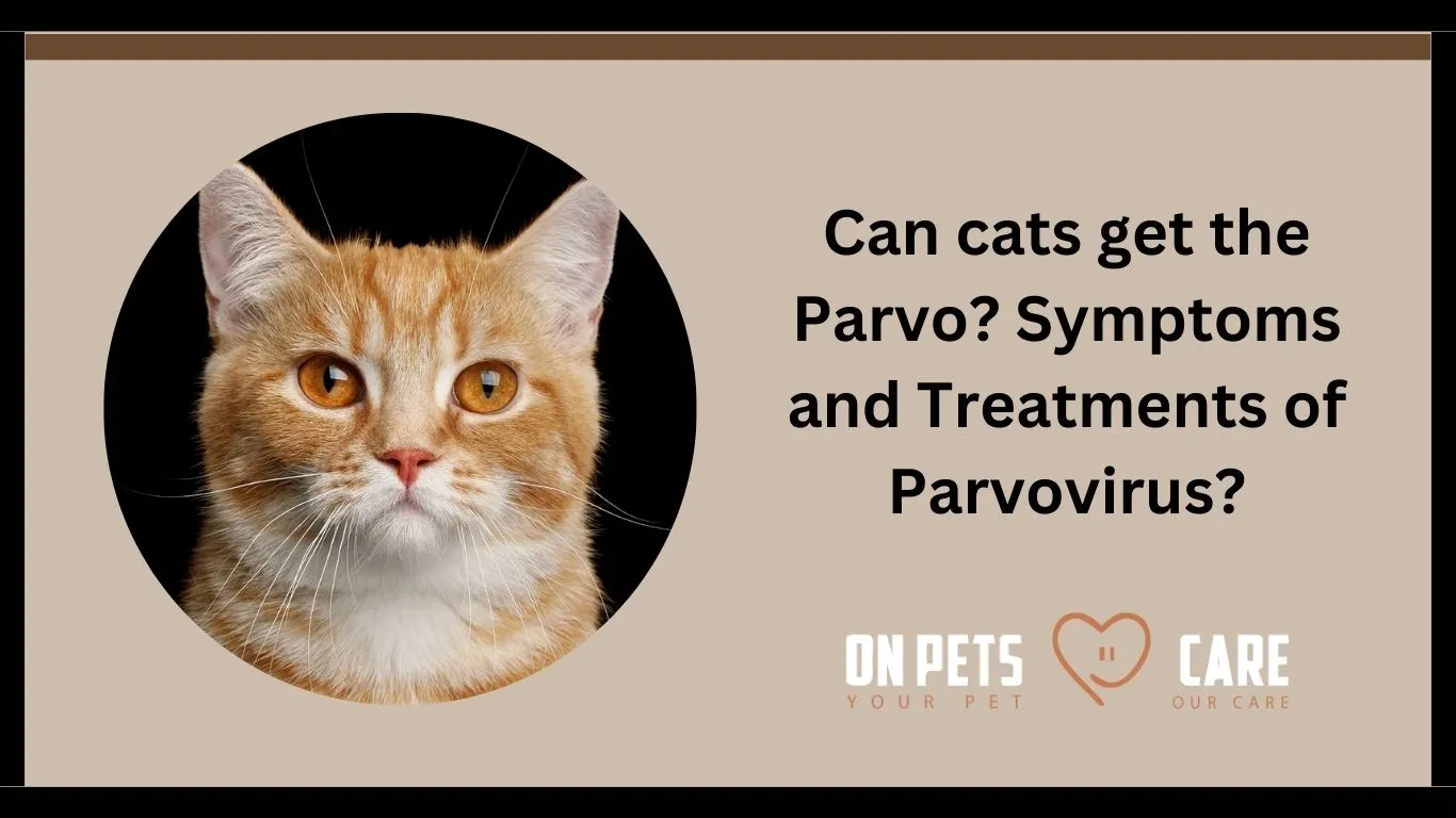 Can cats get the Parvo