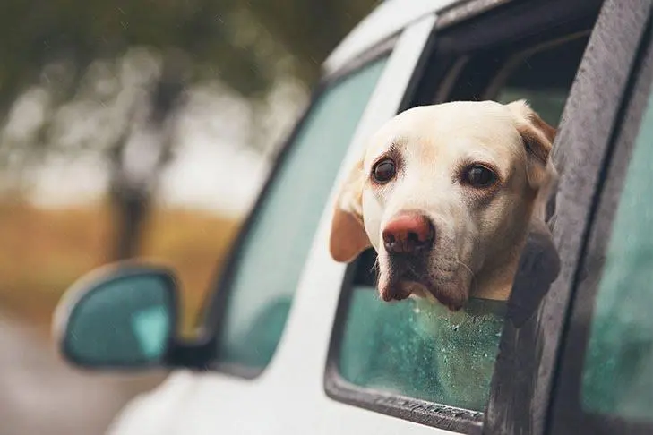 dog car sickness