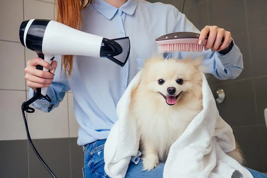 dog grooming services