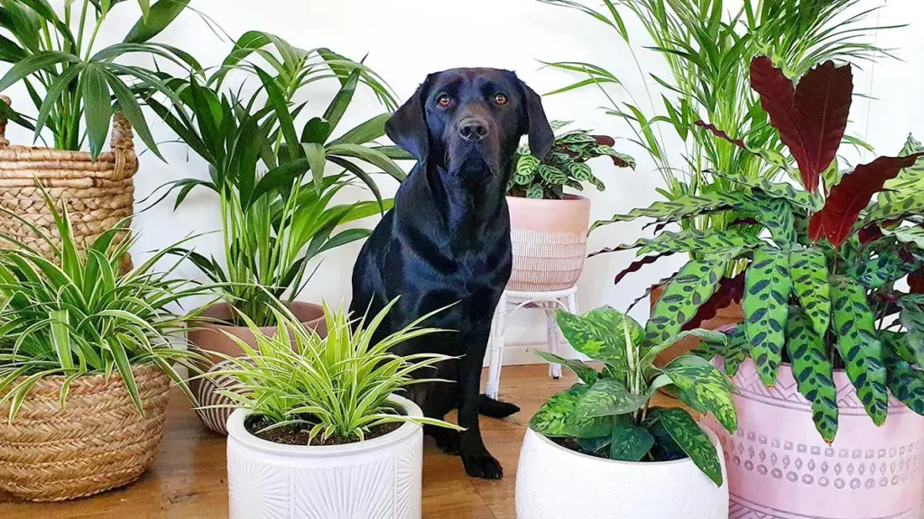 pet friendly plants