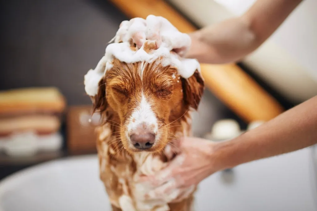 dog grooming services