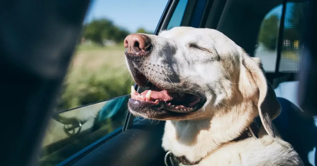 dog car sickness