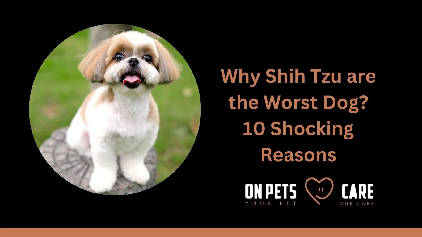 why shih tzu are the worst dog