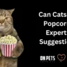 can cats eat popcorn