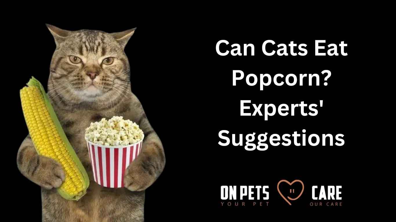 can cats eat popcorn