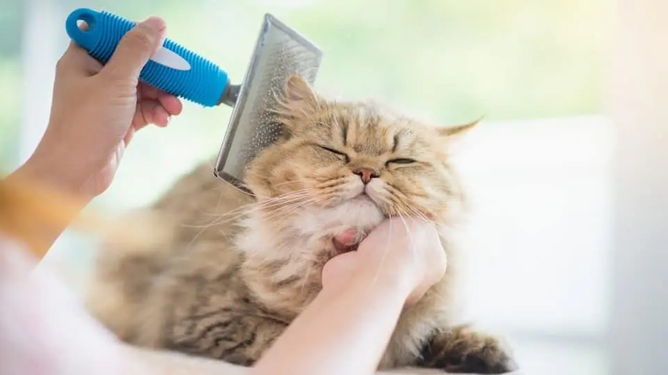 cat groomer