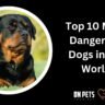 most dangerous dogs