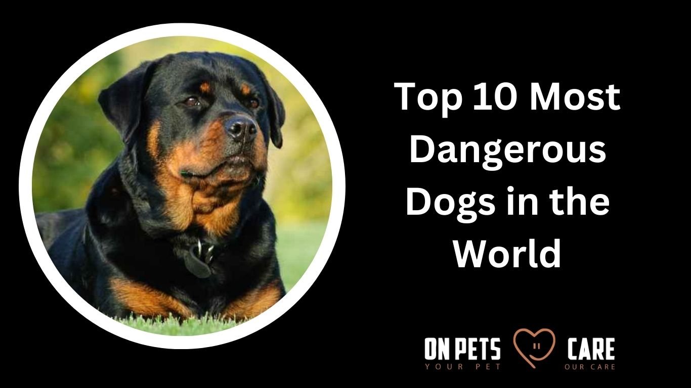 most dangerous dogs