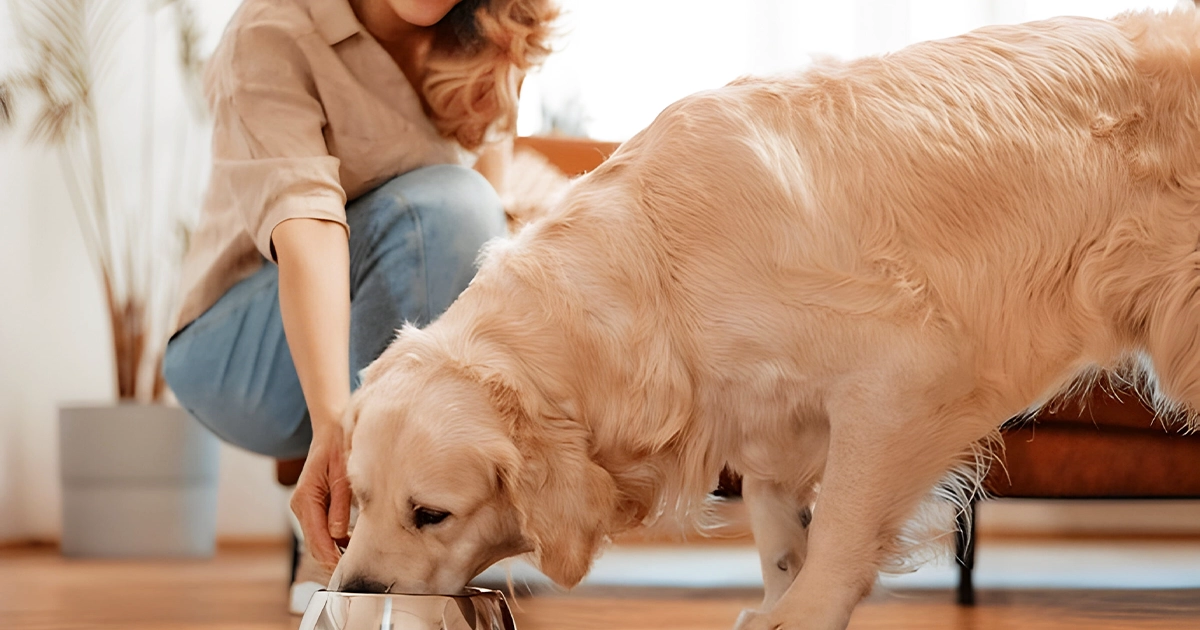 5 Best Pet Food Brands