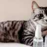 Is Tea Tree oil Safe For Cats