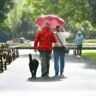 5 Top Essentials for rainy day Dog walk