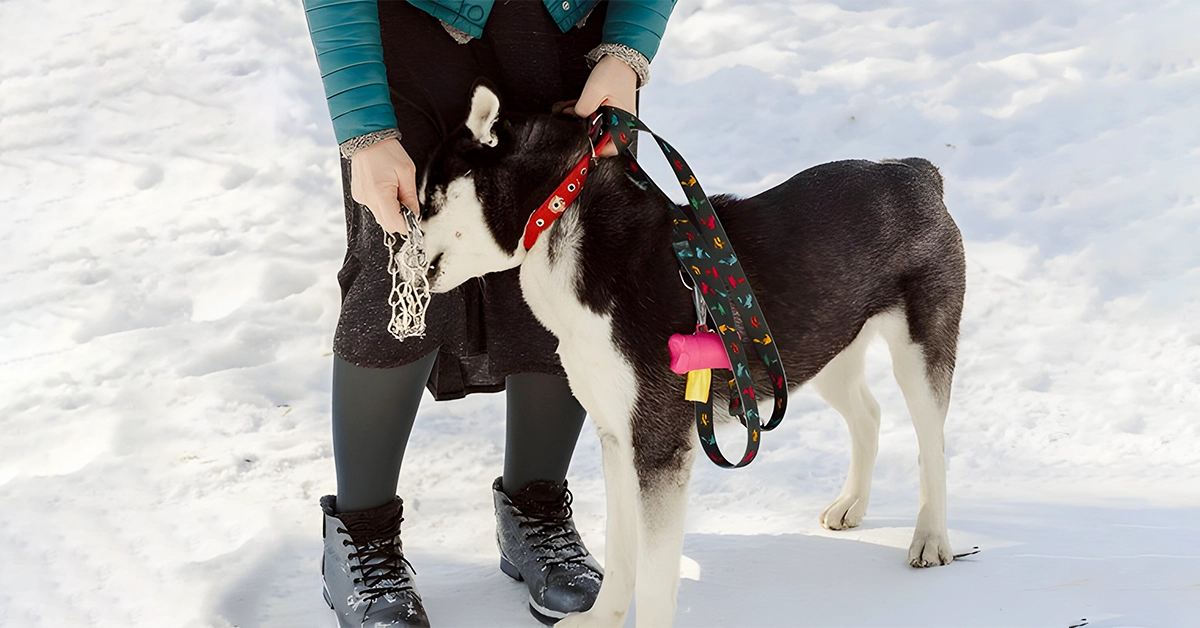 Right Pet Choke Chains